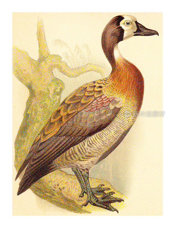 白面笛鸭(Dendrocygna viduata) -复古色彩插图